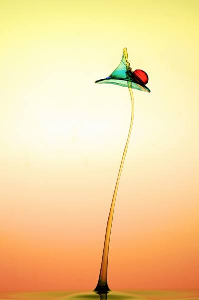 Photograph Veli Aydogdu  Swan on One Eyeland